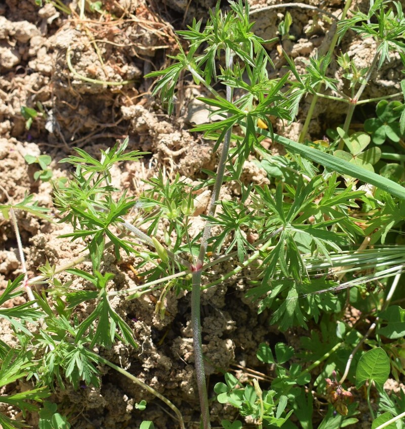 Cutleaf Geranium photo 8