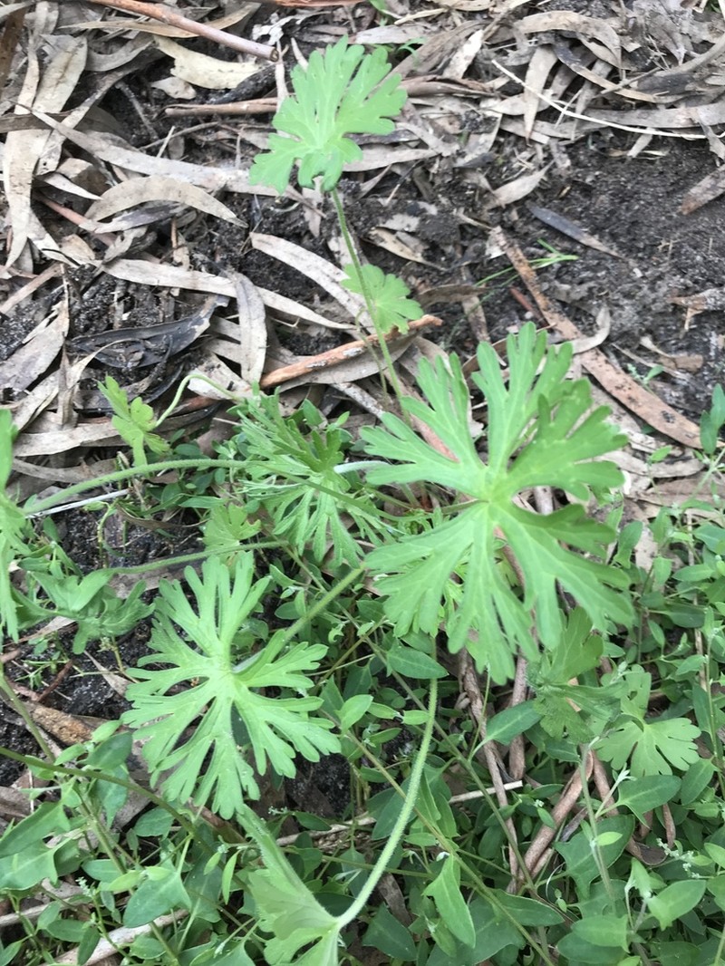 Cutleaf Geranium photo 9
