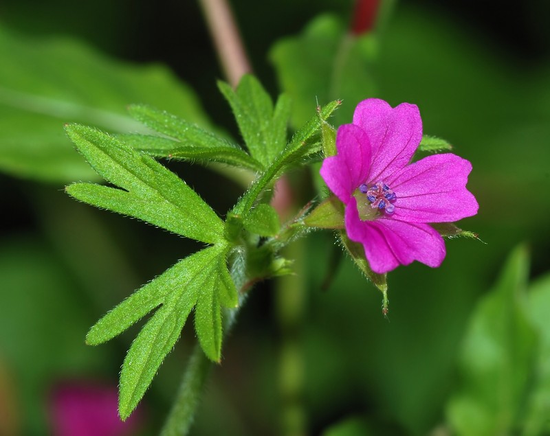 Cutleaf Geranium