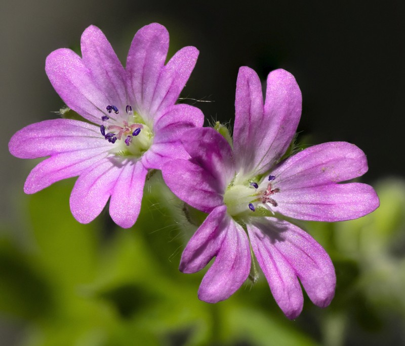 Cutleaf Geranium photo 2