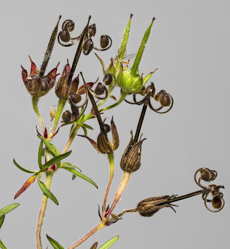 Cutleaf Geranium photo 3
