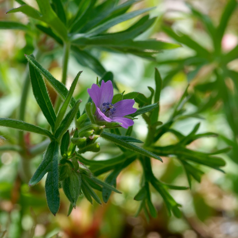 Cutleaf Geranium photo 4