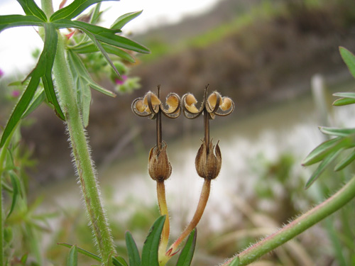 Cutleaf Geranium photo 6