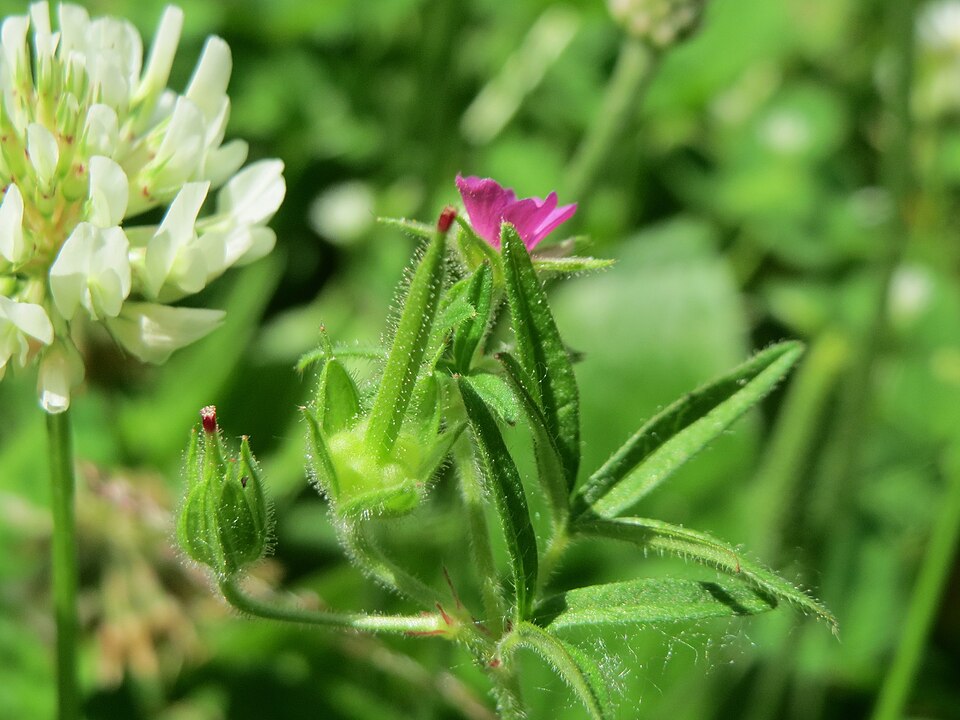 Cutleaf Geranium photo 7