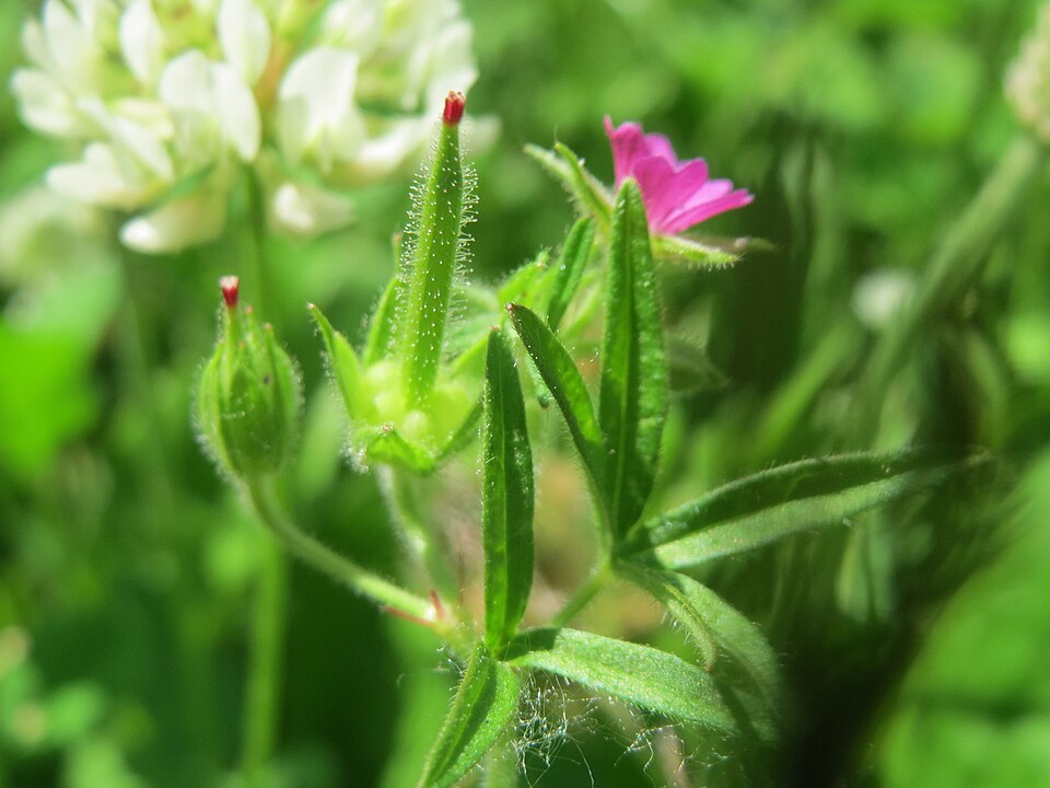 Cutleaf Geranium photo 8
