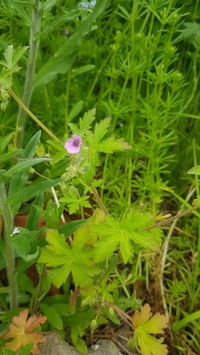 Fanleaf Geranium
