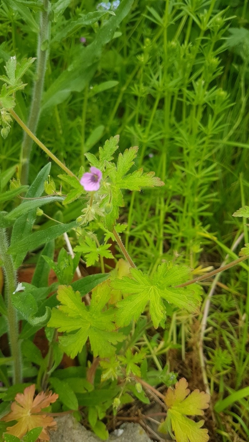 Fanleaf Geranium