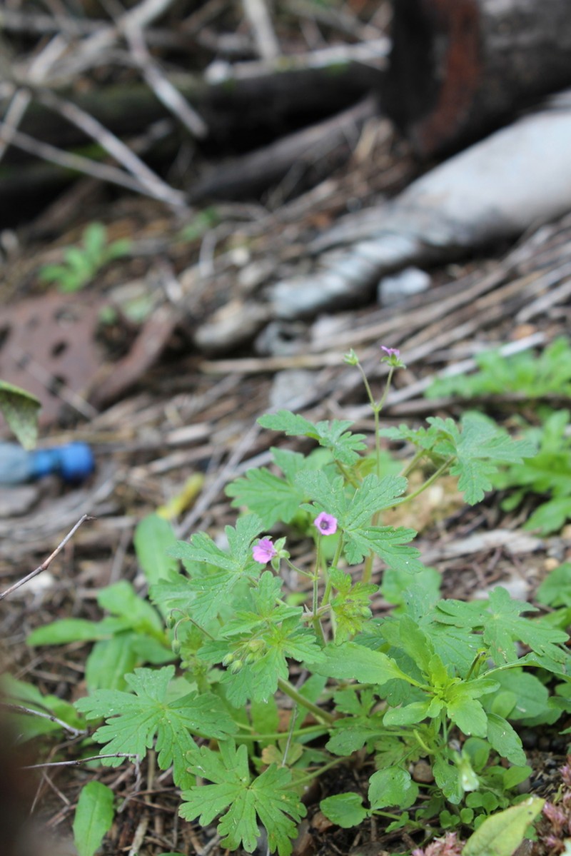 Fanleaf Geranium photo 2