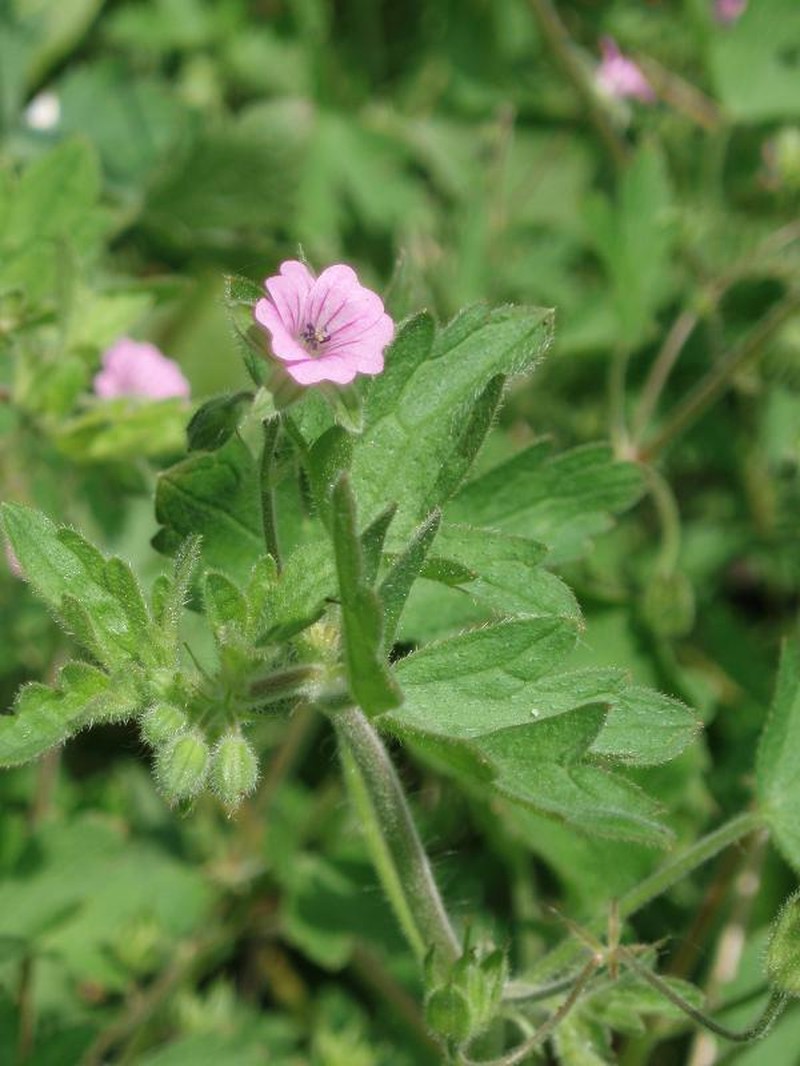 Fanleaf Geranium photo 3