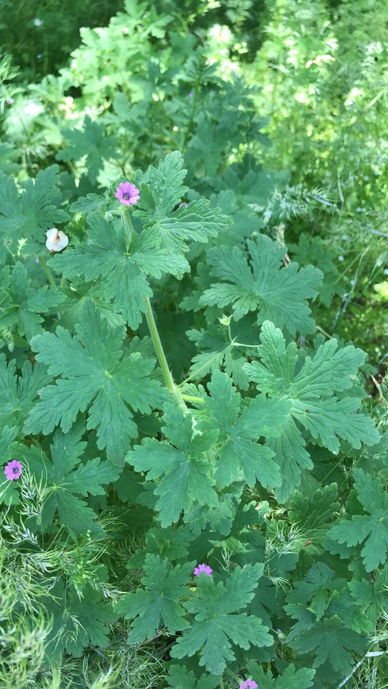 Fanleaf Geranium photo 4