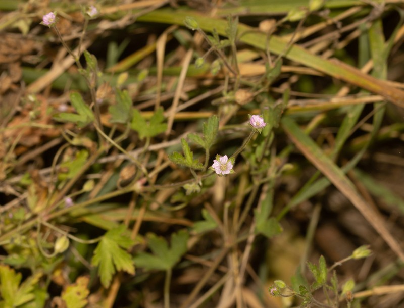 Fanleaf Geranium photo 5