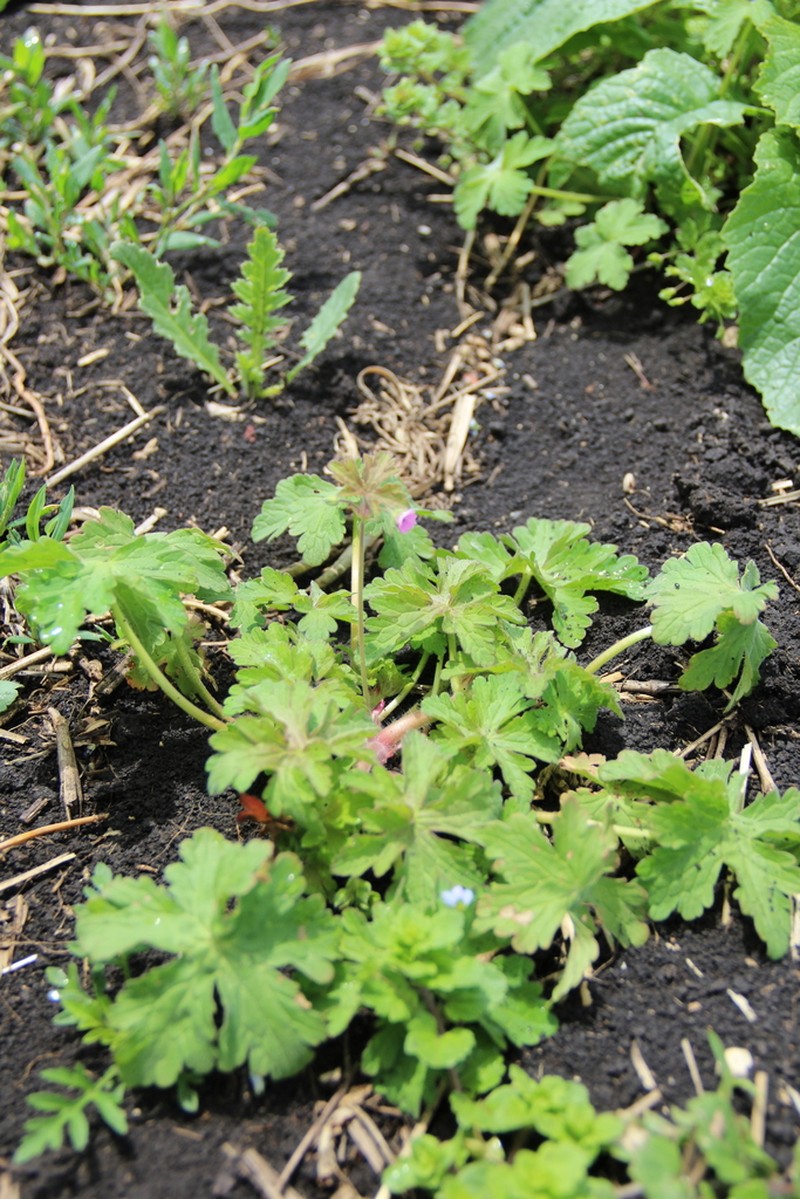 Fanleaf Geranium photo 6