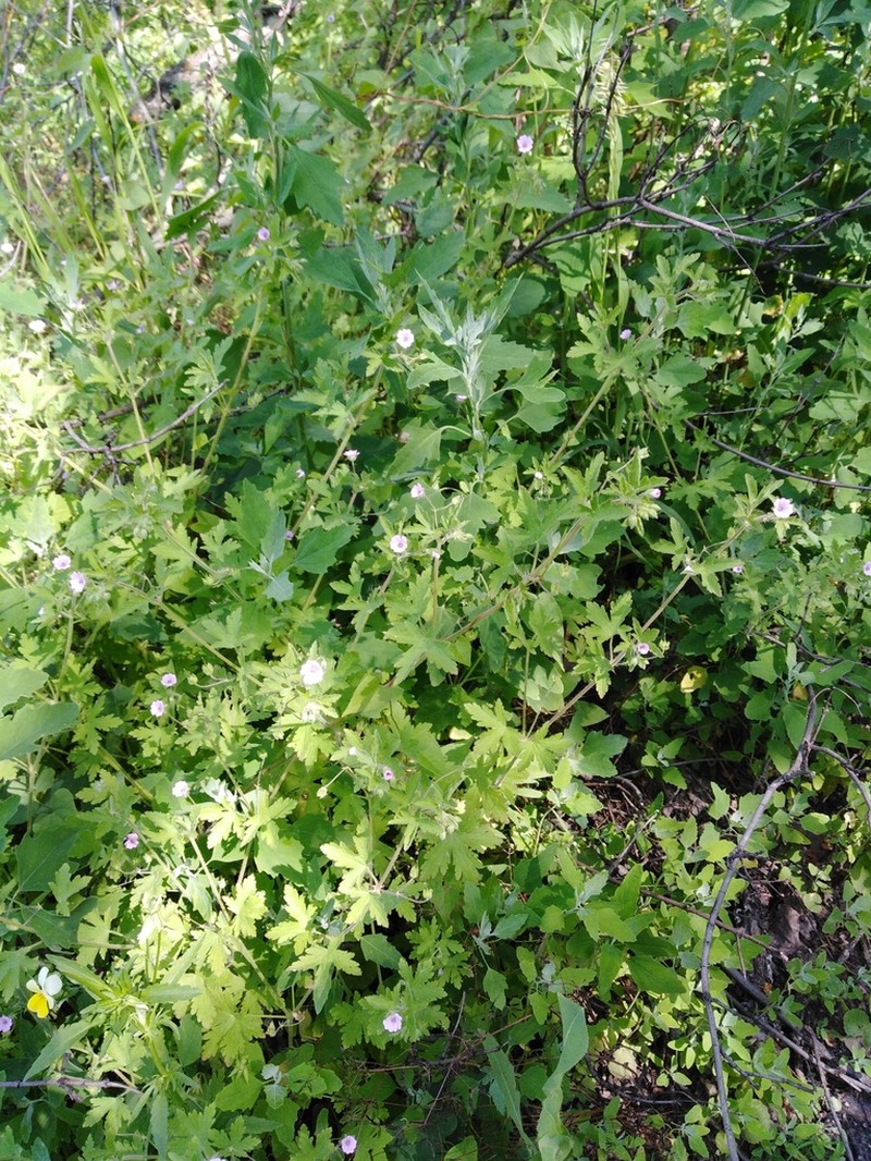Fanleaf Geranium photo 7