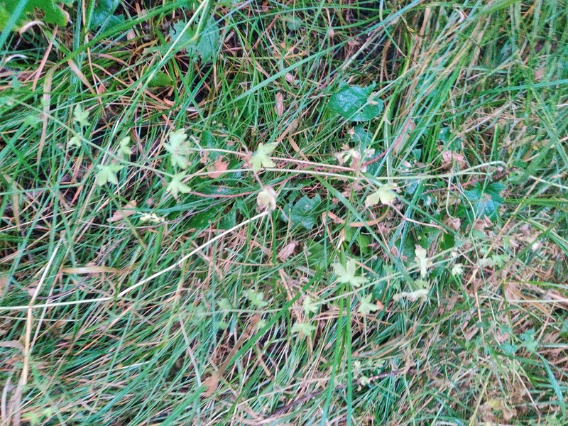 Fanleaf Geranium photo 8