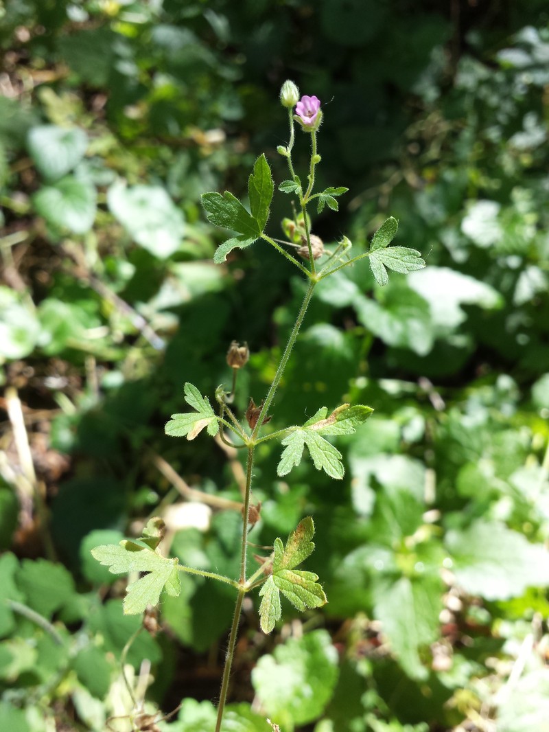 Fanleaf Geranium photo 4