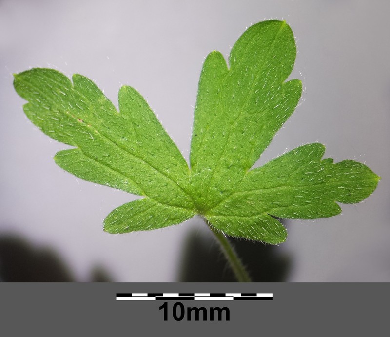 Fanleaf Geranium photo 5