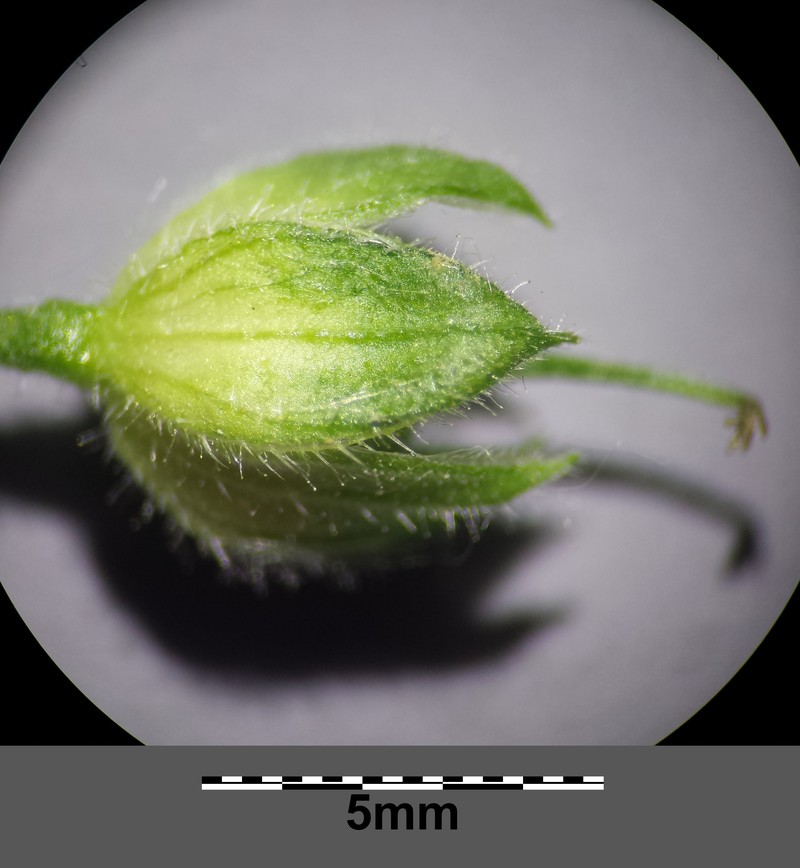 Fanleaf Geranium photo 3