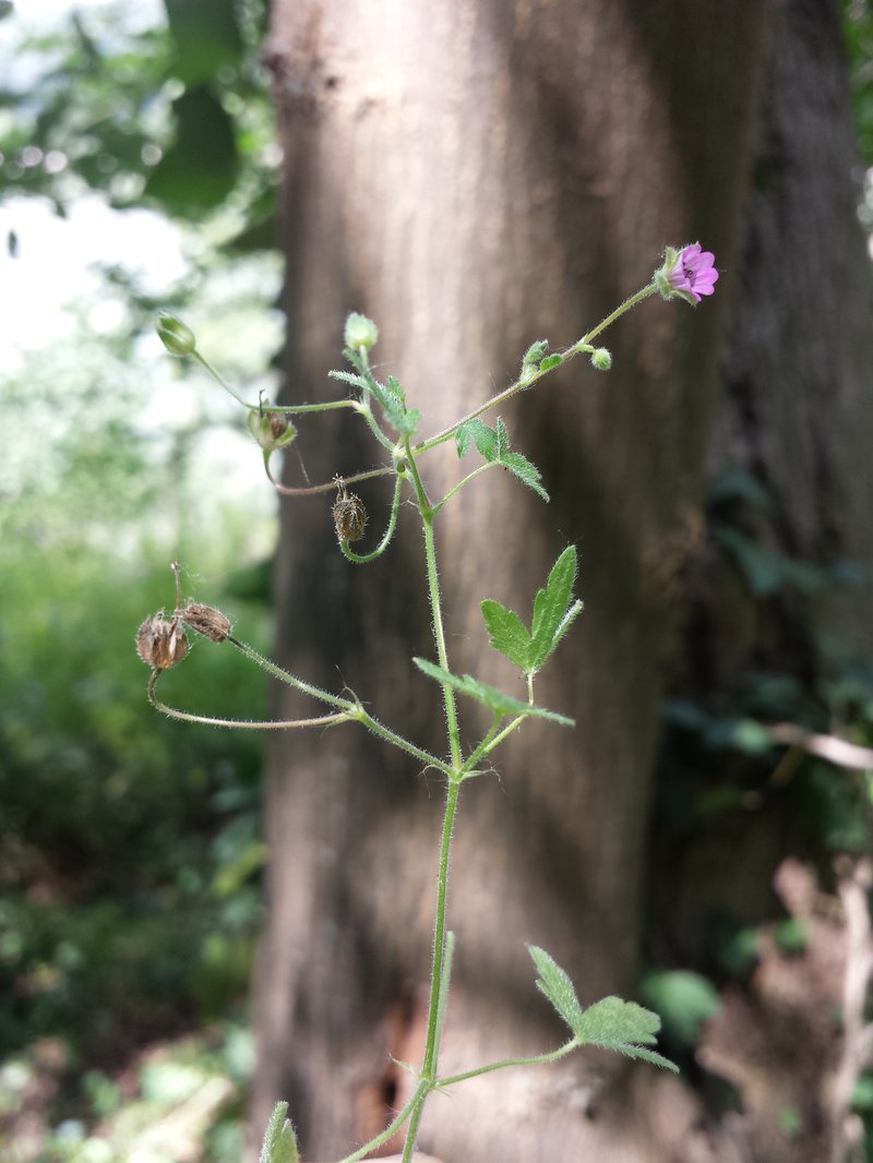 Fanleaf Geranium photo 8