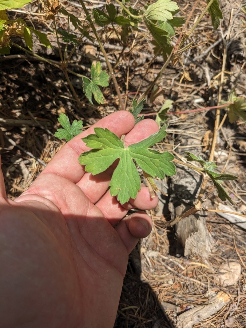 Geranium dodecatheoides photo 2