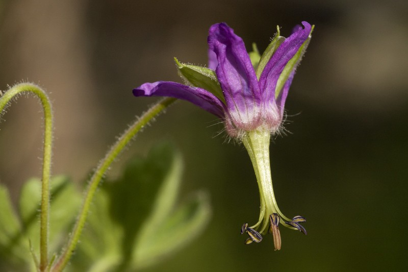 Geranium dodecatheoides photo 3