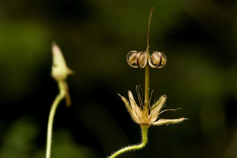 Geranium dodecatheoides photo 4