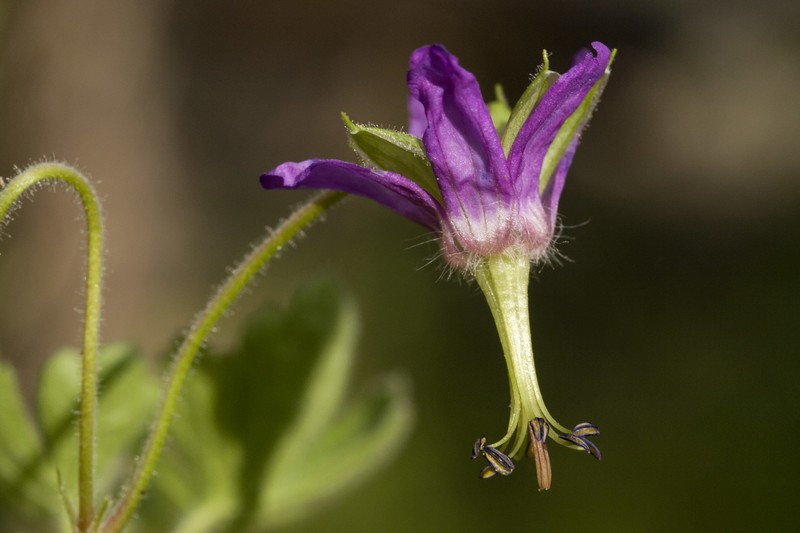 Geranium dodecatheoides photo 5