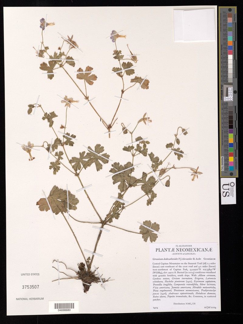 Geranium dodecatheoides photo 6