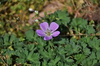 Geranium dolomiticum