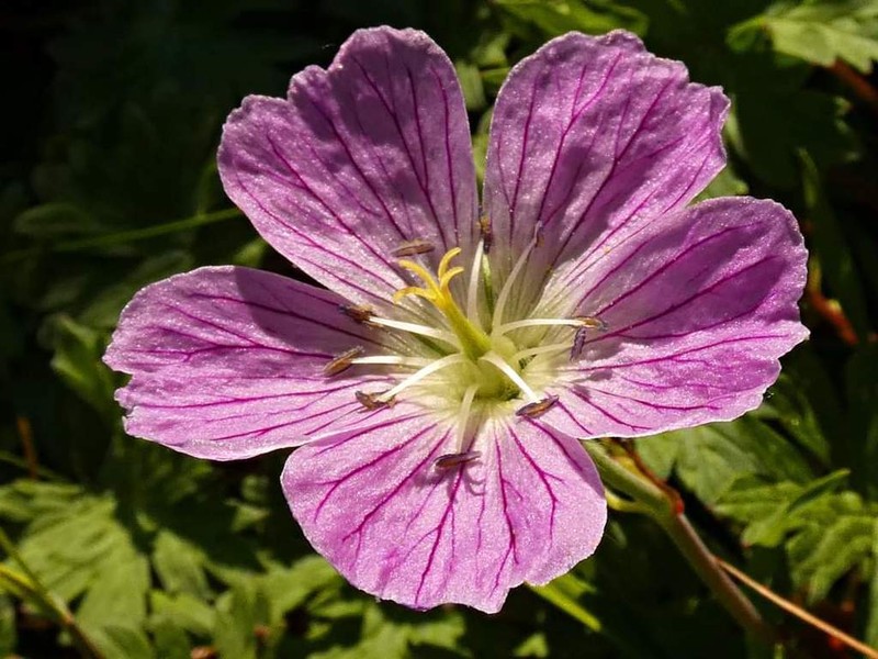 Geranium dolomiticum photo 2