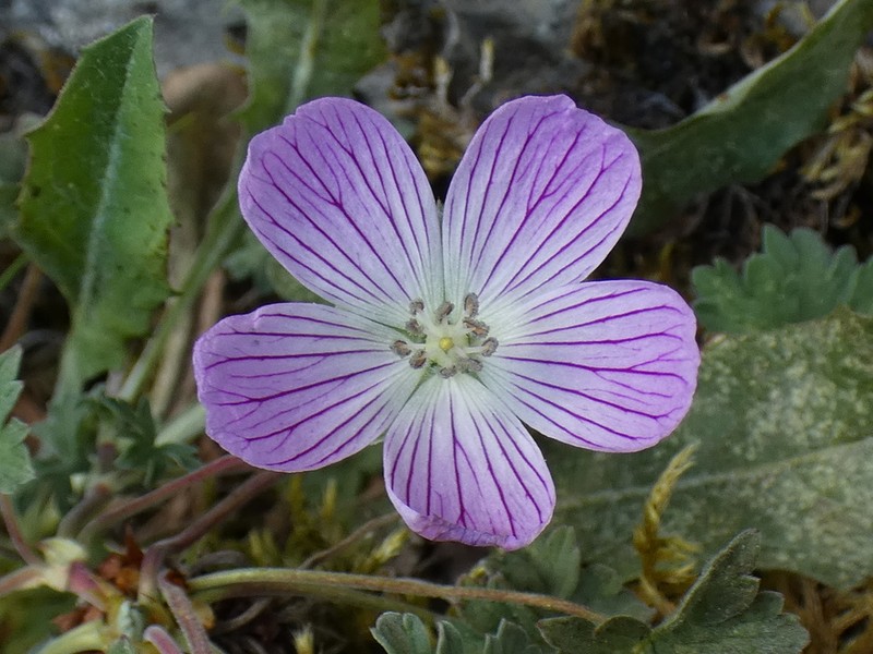 Geranium dolomiticum photo 3