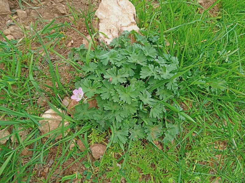 Geranium dolomiticum photo 4