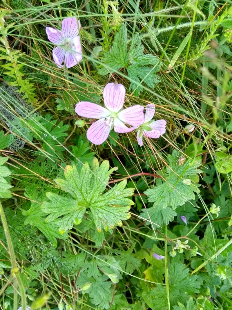 Geranium dolomiticum photo 5