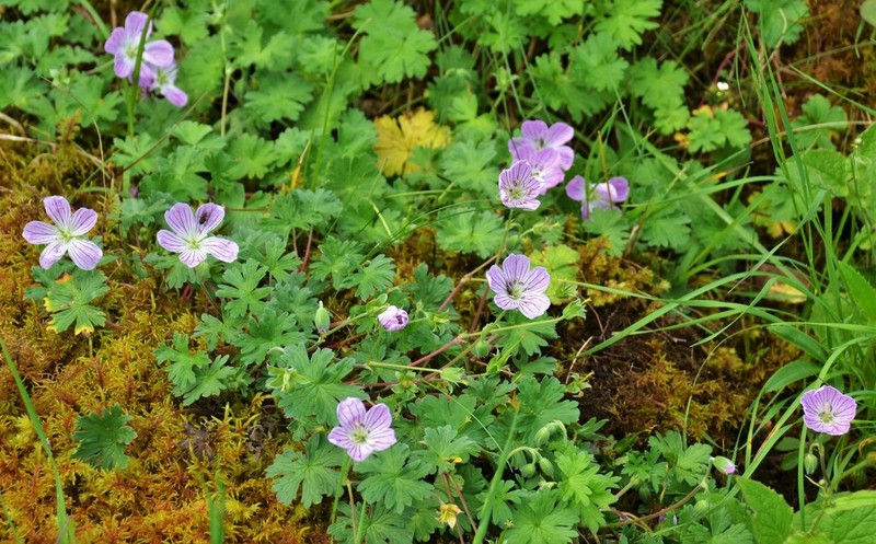 Geranium dolomiticum photo 6