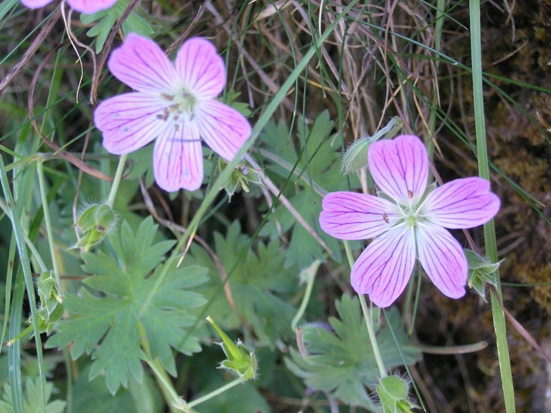 Geranium dolomiticum photo 7