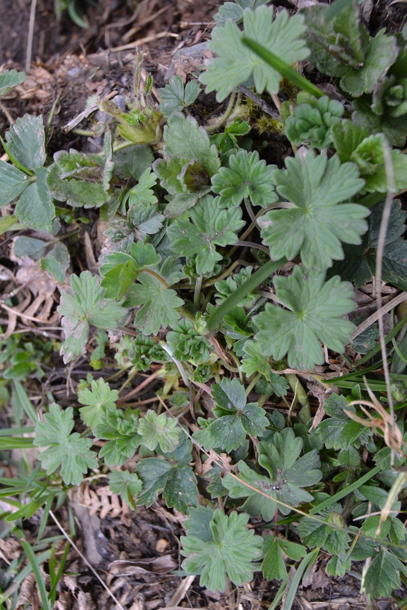 Geranium dolomiticum photo 8