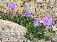 Geranium donianum