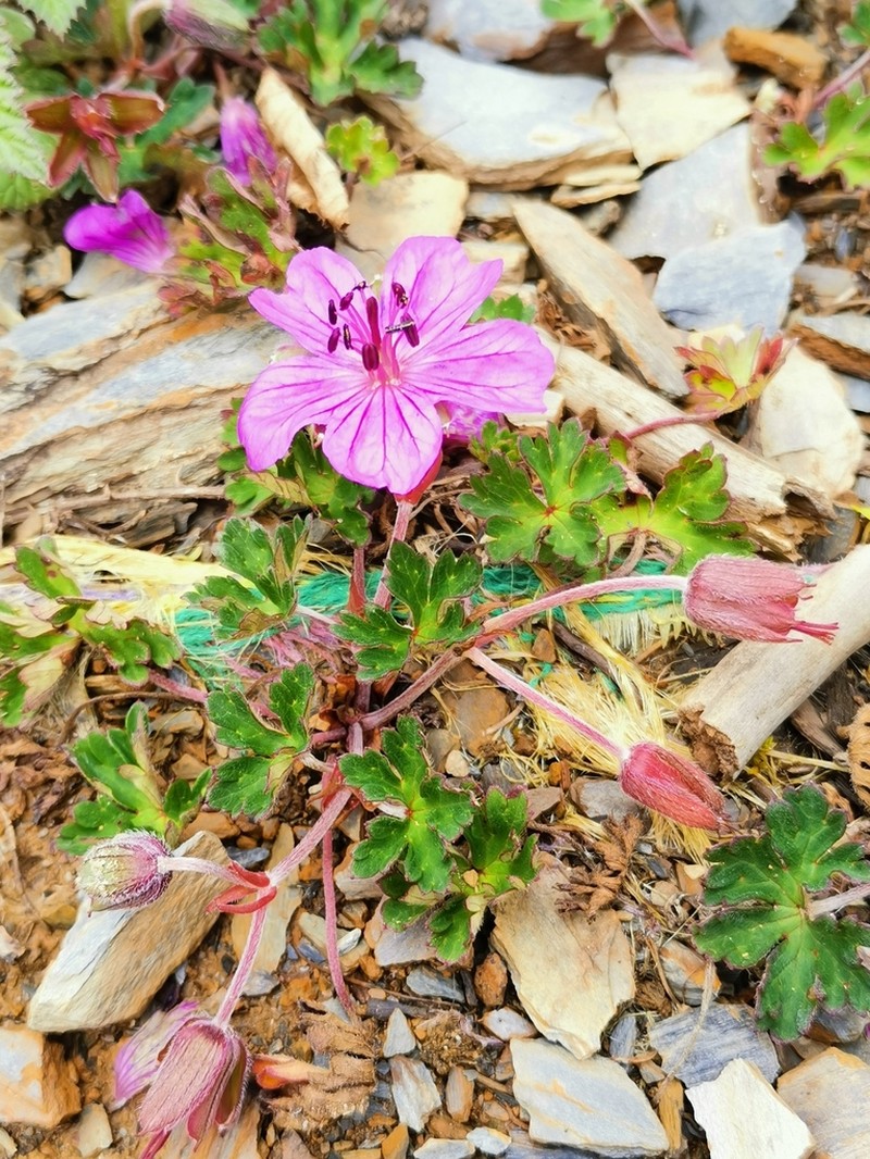Geranium donianum photo 2