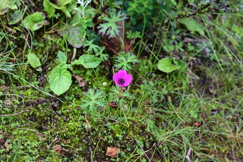 Geranium donianum photo 3