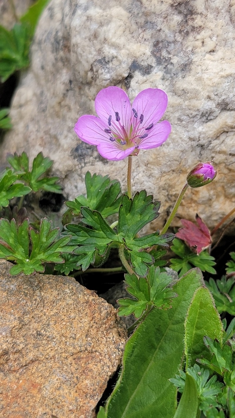 Geranium donianum photo 4
