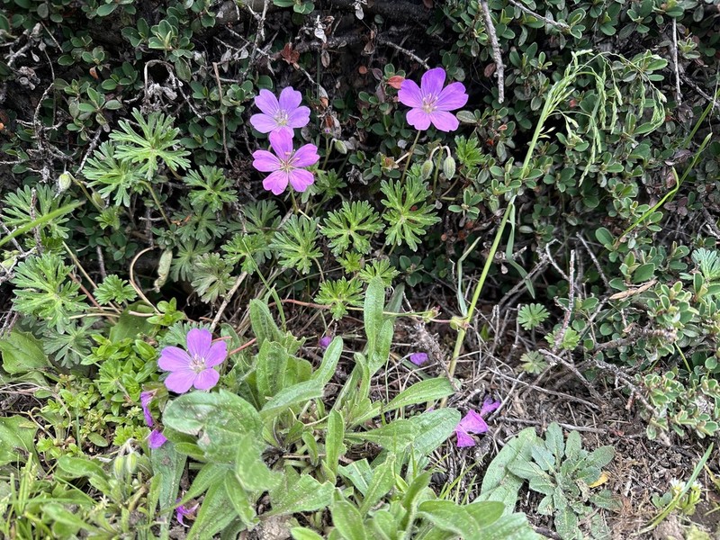 Geranium donianum photo 5