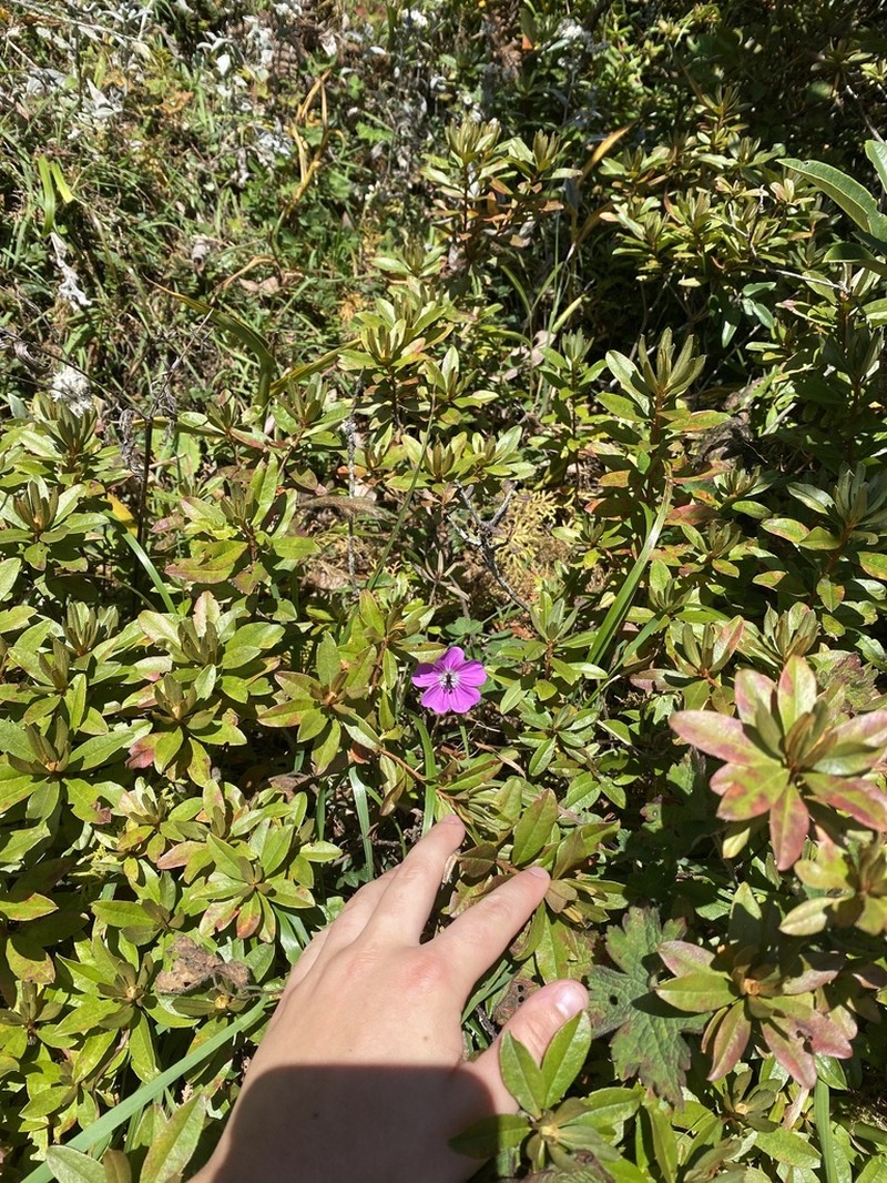 Geranium donianum photo 6