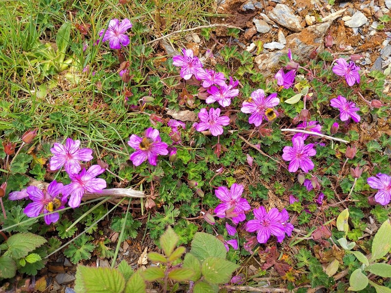 Geranium donianum photo 7
