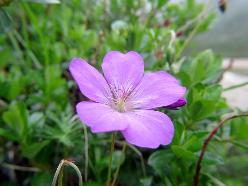 Geranium donianum photo 8