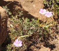 Geranium drakensbergense