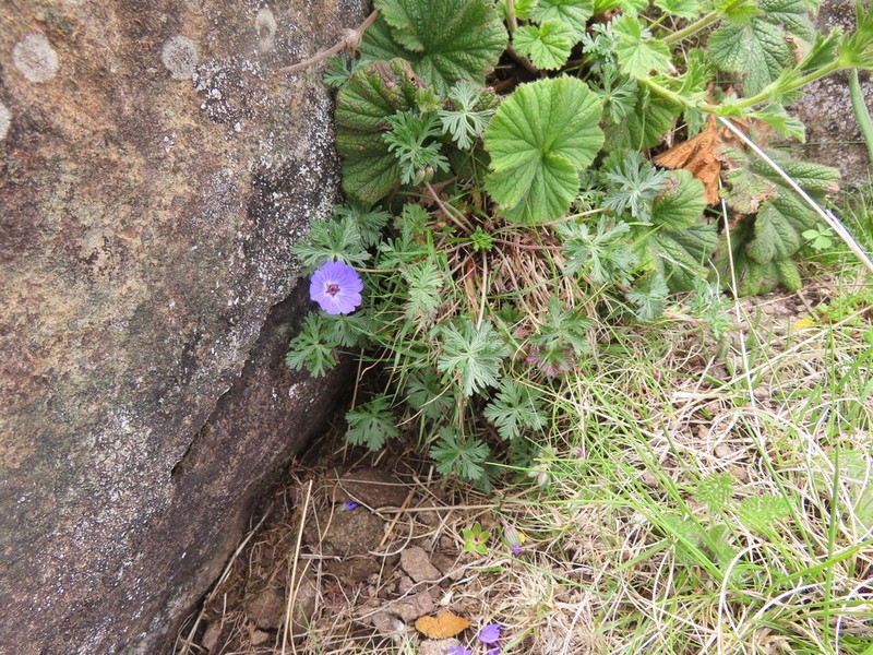 Geranium drakensbergense photo 4
