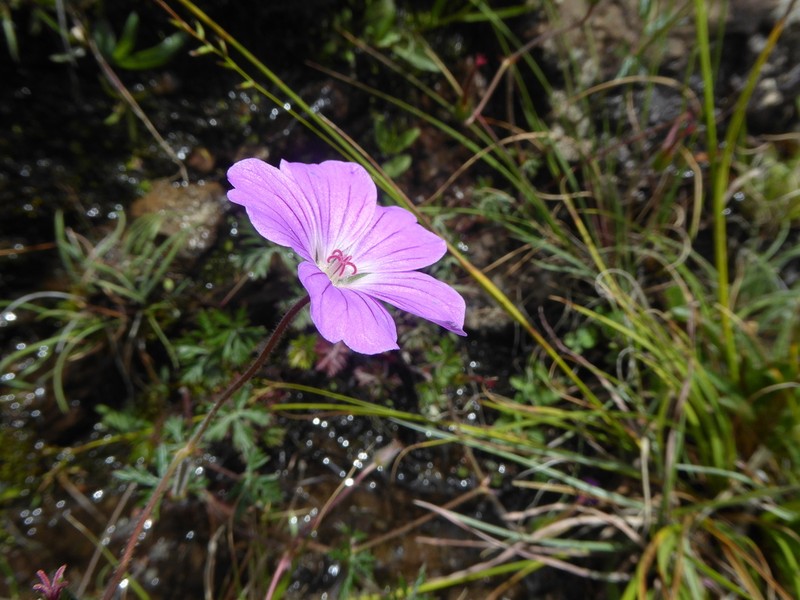 Geranium drakensbergense photo 5