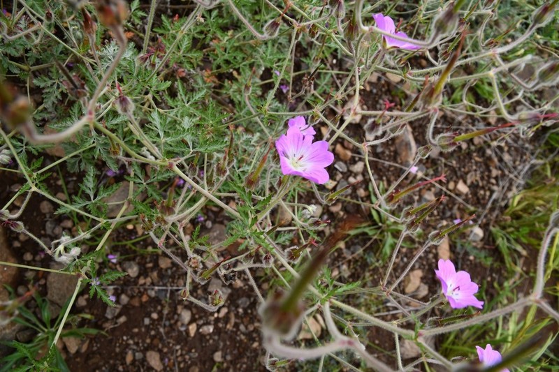 Geranium drakensbergense photo 6