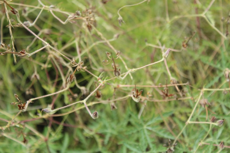 Geranium drakensbergense photo 7