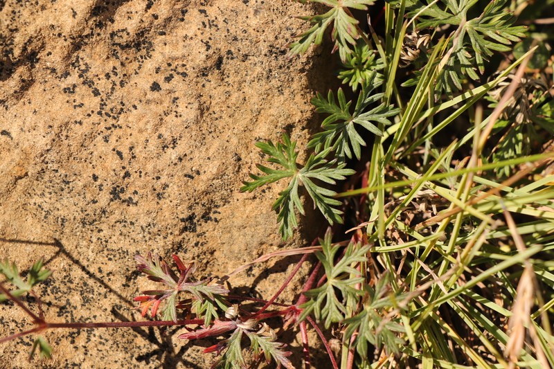 Geranium drakensbergense photo 8