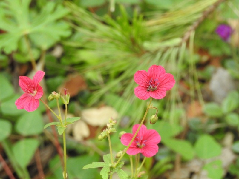 Geranium durangense